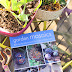Book Review- Garden Mosaics by Becky Paton